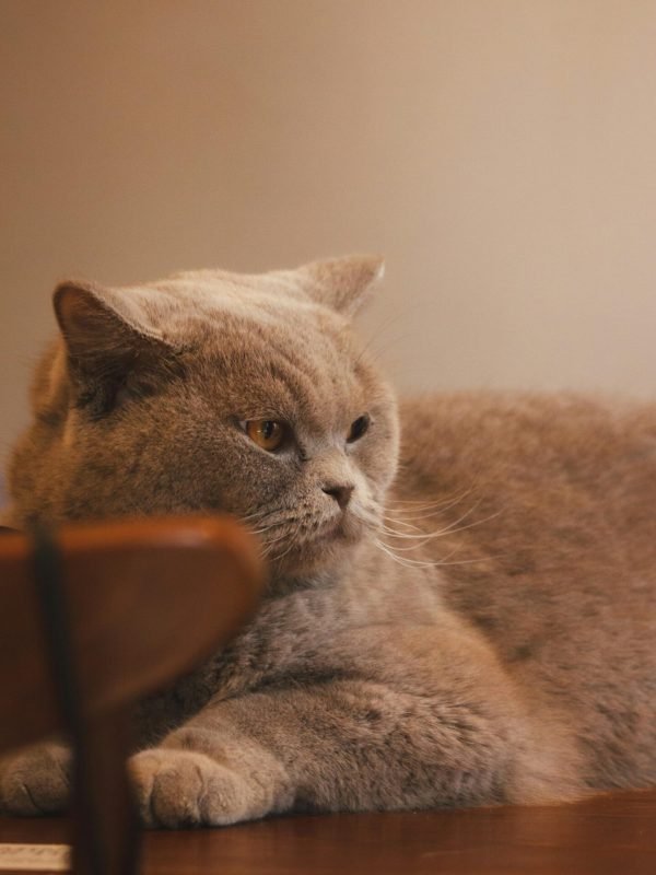 pexels-abdellah-benziane-2153835967-34861929 pexels-abdellah-benziane-2153835967-34861929